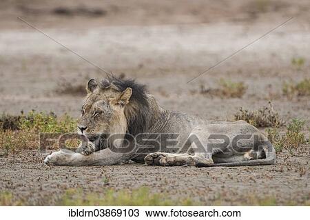 "Male Lion (Panthera leo) licking his fur, Kgalagadi Transfrontier Park, Northern Cape, South Africa, Africa" View Large Photo Image Stock Image - "Male Lion (Panthera leo) licking his fur, Kgalagadi Transfrontier Park, Northern Cape, South Africa, Africa". Fotosearch