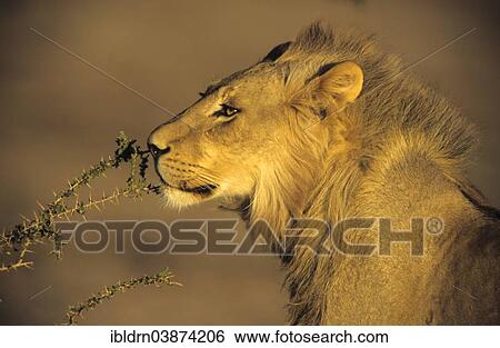 "Male Lion (Panthera leo) sniffing on a branch, Kgalagadi Transfrontier Park, Northern Cape, South Africa, Africa" View Large Photo Image Stock Photograph - "Male Lion (Panthera leo) sniffing on a branch, Kgalagadi Transfrontier Park, Northern Cape, South Africa, Africa". Fotosearch