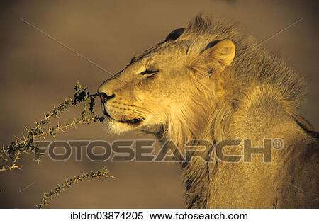 Stock Photography - "Male Lion (Panthera leo) sniffing on a branch, Kgalagadi Transfrontier Park, Northern Cape, South Africa, Africa". Fotosearch