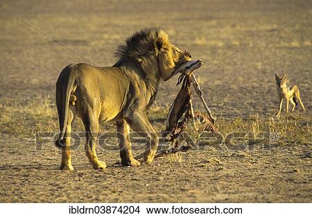 "Male Lion (Panthera leo) with prey, Kgalagadi Transfrontier Park, Northern Cape, South Africa, Africa" View Large Photo Image Picture - "Male Lion (Panthera leo) with prey, Kgalagadi Transfrontier Park, Northern Cape, South Africa, Africa". Fotosearch