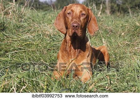 "Male Magyar Vizsla dog, 16 months, on meadow, North Rhine-Westphalia, Germany, Europe" View Large Photo Image Stock Image - "Male Magyar Vizsla dog, 16 months, on meadow, North Rhine-Westphalia, Germany, Europe". Fotosearch