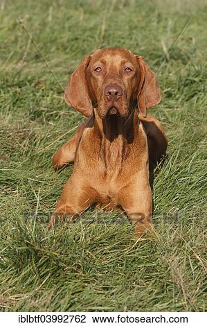 "Male Magyar Vizsla dog, 16 months, on meadow, North Rhine-Westphalia, Germany, Europe" View Large Photo Image Stock Image - "Male Magyar Vizsla dog, 16 months, on meadow, North Rhine-Westphalia, Germany, Europe". Fotosearch