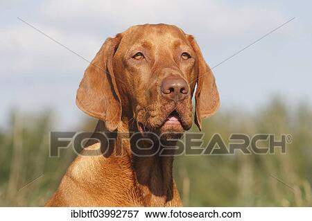"Male Magyar Vizsla dog, 16 months, North Rhine-Westphalia, Germany, Europe" View Large Photo Image Stock Photo - "Male Magyar Vizsla dog, 16 months, North Rhine-Westphalia, Germany, Europe". Fotosearch