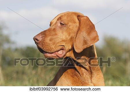Stock Photograph - "Male Magyar Vizsla dog, 16 months, North Rhine-Westphalia, Germany, Europe". Fotosearch