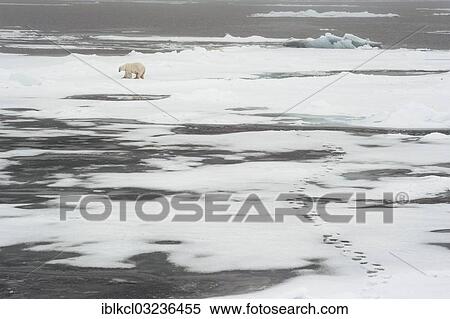 "Male Polar Bear (Ursus maritimus) on pack ice, Spitsbergen Island, Svalbard Archipelago, Svalbard and Jan Mayen, Norway, Europe" View Large Photo Image Stock Photography - "Male Polar Bear (Ursus maritimus) on pack ice, Spitsbergen Island, Svalbard Archipelago, Svalbard and Jan Mayen, Norway, Europe". Fotosearch