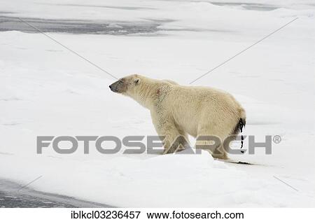 "Male Polar Bear (Ursus maritimus) defecating in the pack ice, Spitsbergen Island, Svalbard Archipelago, Svalbard and Jan Mayen, Norway, Europe" View Large Photo Image Stock Photo - "Male Polar Bear (Ursus maritimus) defecating in the pack ice, Spitsbergen Island, Svalbard Archipelago, Svalbard and Jan Mayen, Norway, Europe". Fotosearch