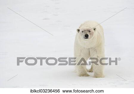 "Male Polar Bear (Ursus maritimus), well-fed, with a bloodied face from fighting, on pack ice, Spitsbergen Island, Svalbard Archipelago, Svalbard and Jan Mayen, Norway, Europe" View Large Photo Image Stock Photograph - "Male Polar Bear (Ursus maritimus), well-fed, with a bloodied face from fighting, on pack ice, Spitsbergen Island, Svalbard Archipelago, Svalbard and Jan Mayen, Norway, Europe". Fotosearch