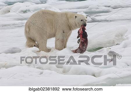 "Male polar bear (Ursus maritimus) with a seal prey, Svalbard Archipelago, Barents Sea, Norway, Arctic, Europe" View Large Photo Image Stock Image - "Male polar bear (Ursus maritimus) with a seal prey, Svalbard Archipelago, Barents Sea, Norway, Arctic, Europe". Fotosearch