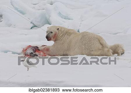 "Male polar bear (Ursus maritimus) with a seal prey, Svalbard Archipelago, Barents Sea, Norway, Arctic, Europe" View Large Photo Image Stock Image - "Male polar bear (Ursus maritimus) with a seal prey, Svalbard Archipelago, Barents Sea, Norway, Arctic, Europe". Fotosearch