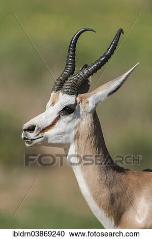 "Male Springbok (Antidorcas marsupialis) at Flehmen, Kgalagadi Transfrontier Park, Northern Cape, South Africa, Africa" View Large Photo Image Stock Image - "Male Springbok (Antidorcas marsupialis) at Flehmen, Kgalagadi Transfrontier Park, Northern Cape, South Africa, Africa". Fotosearch