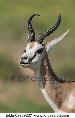 "Male Springbok (Antidorcas marsupialis) at Flehmen, Kgalagadi Transfrontier Park, Northern Cape, South Africa, Africa" View Large Photo Image Stock Photo - "Male Springbok (Antidorcas marsupialis) at Flehmen, Kgalagadi Transfrontier Park, Northern Cape, South Africa, Africa". Fotosearch