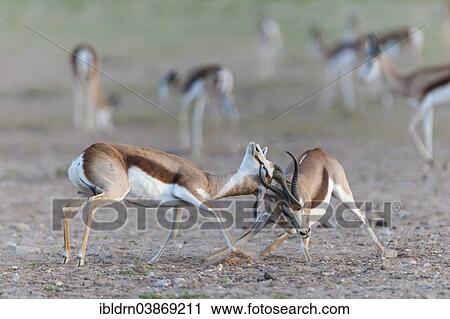 "Male Springboks (Antidorcas marsupialis) fighting for dominance and social rank in the herd, Kgalagadi Transfrontier Park, Northern Cape, South Africa, Africa" View Large Photo Image Stock Image - "Male Springboks (Antidorcas marsupialis) fighting for dominance and social rank in the herd, Kgalagadi Transfrontier Park, Northern Cape, South Africa, Africa". Fotosearch
