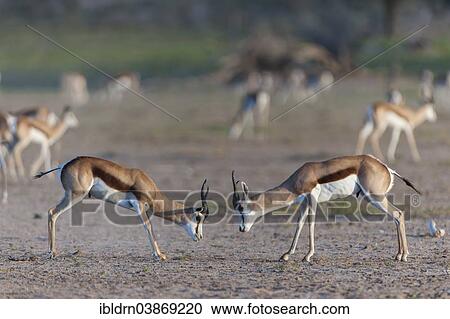"Male Springboks (Antidorcas marsupialis) fighting for dominance and social rank in the herd, Kgalagadi Transfrontier Park, Northern Cape, South Africa, Africa" View Large Photo Image Stock Image - "Male Springboks (Antidorcas marsupialis) fighting for dominance and social rank in the herd, Kgalagadi Transfrontier Park, Northern Cape, South Africa, Africa". Fotosearch