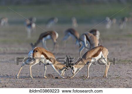 "Male Springboks (Antidorcas marsupialis) fighting for dominance and social rank in the herd, Kgalagadi Transfrontier Park, Northern Cape, South Africa, Africa" View Large Photo Image Stock Image - "Male Springboks (Antidorcas marsupialis) fighting for dominance and social rank in the herd, Kgalagadi Transfrontier Park, Northern Cape, South Africa, Africa". Fotosearch