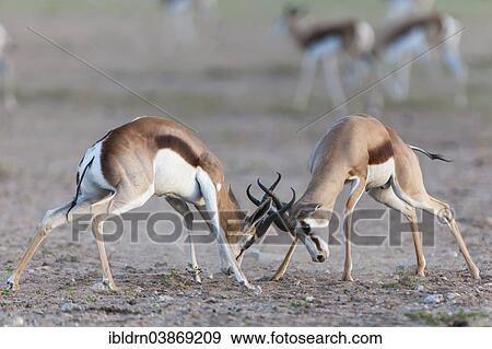 "Male Springboks (Antidorcas marsupialis) fighting for dominance and social rank in the herd, Kgalagadi Transfrontier Park, Northern Cape, South Africa, Africa" View Large Photo Image Stock Photo - "Male Springboks (Antidorcas marsupialis) fighting for dominance and social rank in the herd, Kgalagadi Transfrontier Park, Northern Cape, South Africa, Africa". Fotosearch