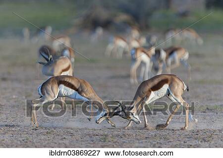 "Male Springboks (Antidorcas marsupialis) fighting for dominance and social rank in the herd, Kgalagadi Transfrontier Park, Northern Cape, South Africa, Africa" View Large Photo Image Stock Photo - "Male Springboks (Antidorcas marsupialis) fighting for dominance and social rank in the herd, Kgalagadi Transfrontier Park, Northern Cape, South Africa, Africa". Fotosearch