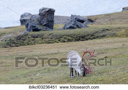 "Male Svalbard Reindeer (Rangifer tarandus platyrhynchus) in velvet with bloody-red antlers, Alkhornet, Trygghamna, Isfjorden, Spitsbergen Island, Svalbard Archipelago, Svalbard and Jan Mayen, Norway, Europe" View Large Photo Image Stock Image - "Male Svalbard Reindeer (Rangifer tarandus platyrhynchus) in velvet with bloody-red antlers, Alkhornet, Trygghamna, Isfjorden, Spitsbergen Island, Svalbard Archipelago, Svalbard and Jan Mayen, Norway, Europe". Fotosearch
