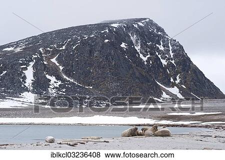 "Male Walruses (Odobenus rosmarus) resting on land, Phippsoya, Sjuoyane, Svalbard Archipelago, Svalbard and Jan Mayen, Norway, Europe" View Large Photo Image Stock Photo - "Male Walruses (Odobenus rosmarus) resting on land, Phippsoya, Sjuoyane, Svalbard Archipelago, Svalbard and Jan Mayen, Norway, Europe". Fotosearch