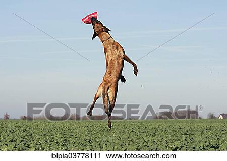 Stock Image - Malinois catching a frisbee. Fotosearch