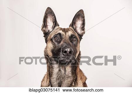 "Malinois or Belgian Shepherd Dog, dog portrait, Germany, Europe" View Large Photo Image Stock Image - "Malinois or Belgian Shepherd Dog, dog portrait, Germany, Europe". Fotosearch