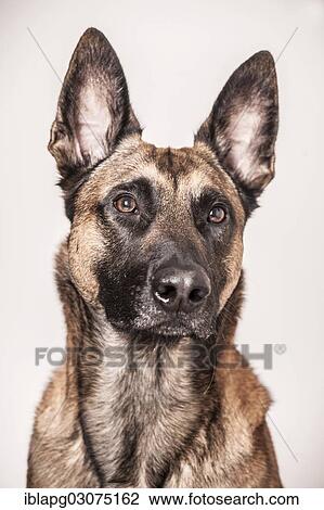 Stock Image - "Malinois or Belgian Shepherd Dog, dog portrait, Germany, Europe". Fotosearch