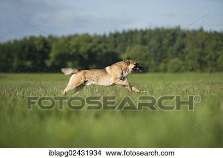 Malinois or Belgian Shepherd Dog running across a meadow View Large Photo Image Picture - Malinois or Belgian Shepherd Dog running across a meadow. Fotosearch