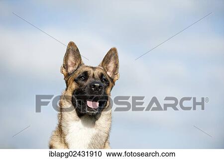 "Malinois or Belgian Shepherd Dog, portrait" View Large Photo Image Stock Image - "Malinois or Belgian Shepherd Dog, portrait". Fotosearch