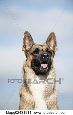 "Malinois or Belgian Shepherd Dog, portrait" View Large Photo Image Stock Image - "Malinois or Belgian Shepherd Dog, portrait". Fotosearch