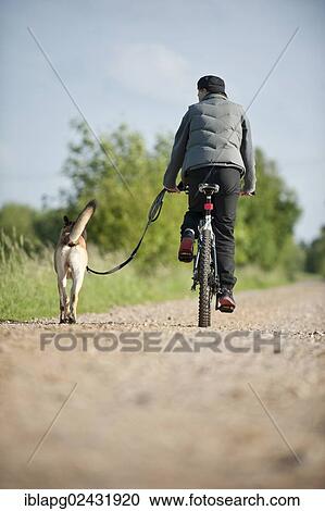 Malinois or Belgian Shepherd Dog walking beside a bicycle View Large Photo Image Stock Image - Malinois or Belgian Shepherd Dog walking beside a bicycle. Fotosearch