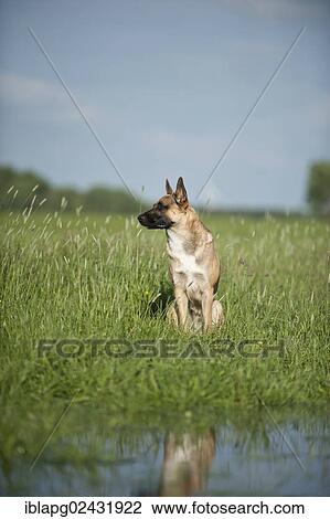 "Malinois or Belgian Shepherd Dog, sitting" View Large Photo Image Stock Image - "Malinois or Belgian Shepherd Dog, sitting". Fotosearch