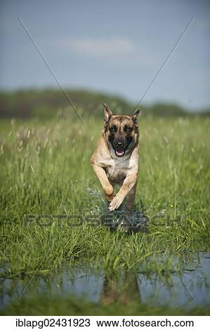 Malinois or Belgian Shepherd Dog running across a meadow View Large Photo Image Stock Image - Malinois or Belgian Shepherd Dog running across a meadow. Fotosearch