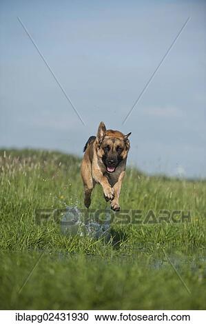 Malinois or Belgian Shepherd Dog running across a meadow View Large Photo Image Stock Image - Malinois or Belgian Shepherd Dog running across a meadow. Fotosearch