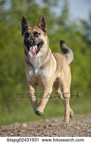 Malinois or Belgian Shepherd Dog galloping View Large Photo Image Stock Image - Malinois or Belgian Shepherd Dog galloping. Fotosearch