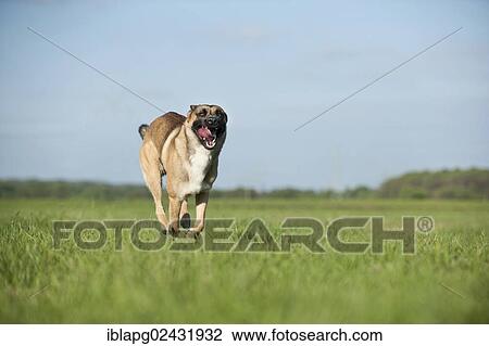 Malinois or Belgian Shepherd Dog running across a meadow View Large Photo Image Stock Image - Malinois or Belgian Shepherd Dog running across a meadow. Fotosearch