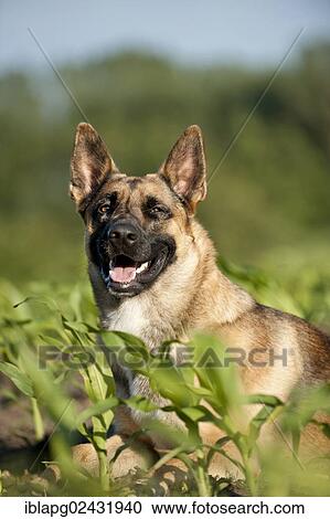 "Malinois or Belgian Shepherd Dog, portrait, lying" View Large Photo Image Stock Image - "Malinois or Belgian Shepherd Dog, portrait, lying". Fotosearch