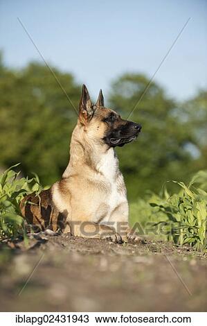 "Malinois or Belgian Shepherd Dog, portrait, lying" View Large Photo Image Stock Image - "Malinois or Belgian Shepherd Dog, portrait, lying". Fotosearch