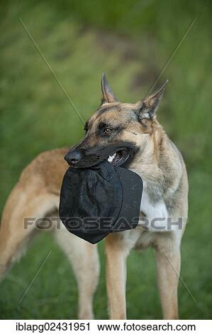 Malinois or Belgian Shepherd Dog fetching a baseball cap View Large Photo Image Stock Image - Malinois or Belgian Shepherd Dog fetching a baseball cap. Fotosearch