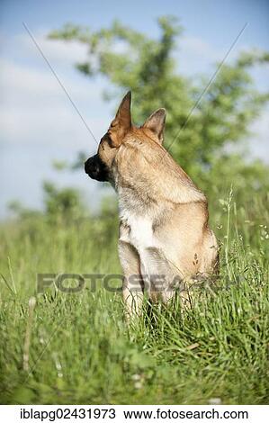 Stock Image - Malinois or Belgian Shepherd Dog looking backwards. Fotosearch