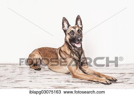 "Malinois or Belgian Shepherd Dog, lying down, Germany, Europe" View Large Photo Image Stock Image - "Malinois or Belgian Shepherd Dog, lying down, Germany, Europe". Fotosearch