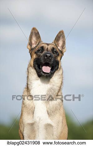"Malinois or Belgian Shepherd Dog, portrait" View Large Photo Image Stock Photo - "Malinois or Belgian Shepherd Dog, portrait". Fotosearch