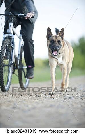 Malinois or Belgian Shepherd Dog walking beside a bicycle View Large Photo Image Stock Photo - Malinois or Belgian Shepherd Dog walking beside a bicycle. Fotosearch