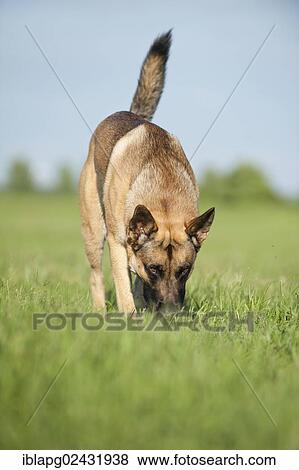 Malinois or Belgian Shepherd Dog following a trail View Large Photo Image Stock Photo - Malinois or Belgian Shepherd Dog following a trail. Fotosearch