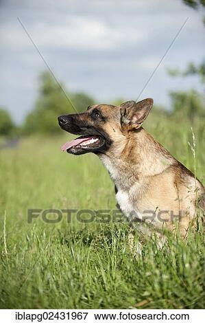 "Malinois or Belgian Shepherd Dog, portrait" View Large Photo Image Stock Photo - "Malinois or Belgian Shepherd Dog, portrait". Fotosearch