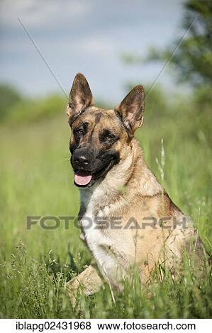 "Malinois or Belgian Shepherd Dog, portrait" View Large Photo Image Stock Photo - "Malinois or Belgian Shepherd Dog, portrait". Fotosearch