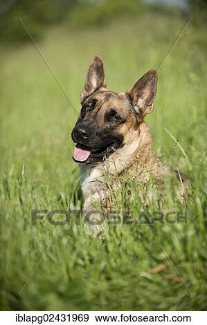 "Malinois or Belgian Shepherd Dog, portrait" View Large Photo Image Stock Photo - "Malinois or Belgian Shepherd Dog, portrait". Fotosearch