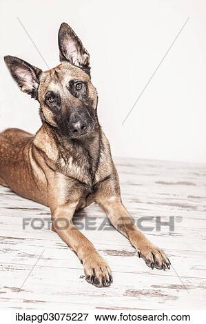 Stock Photo - "Malinois or Belgian Shepherd Dog, lying down, Germany, Europe". Fotosearch