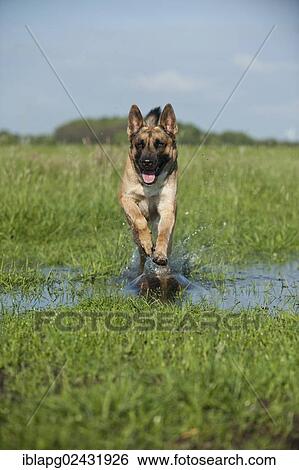 Malinois or Belgian Shepherd Dog running across a meadow View Large Photo Image Stock Photograph - Malinois or Belgian Shepherd Dog running across a meadow. Fotosearch