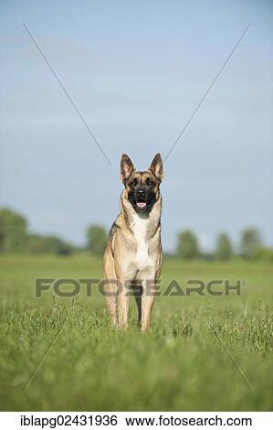 Stock Photograph - "Malinois or Belgian Shepherd Dog, standing". Fotosearch