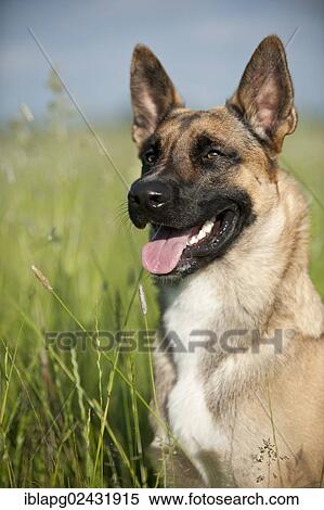 "Malinois or Belgian Shepherd Dog, portrait" View Large Photo Image Stock Photography - "Malinois or Belgian Shepherd Dog, portrait". Fotosearch