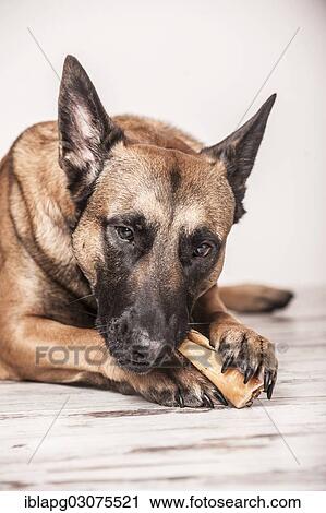 "Malinois or Belgian Shepherd Dog, with a chewing bone, Germany, Europe" View Large Photo Image Stock Image - "Malinois or Belgian Shepherd Dog, with a chewing bone, Germany, Europe". Fotosearch